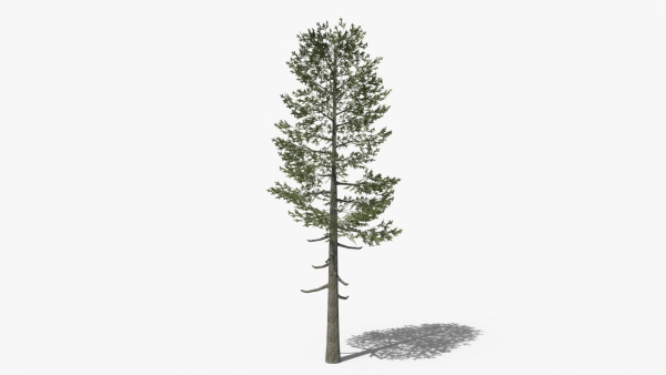 Lowpoly Pine v5