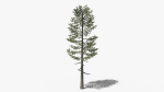 Lowpoly Pine v5