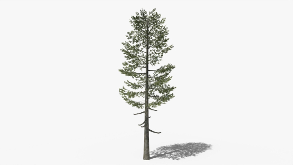 Lowpoly Pine v5