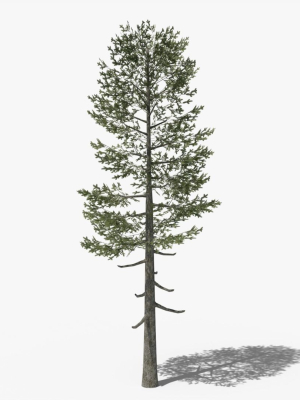 Lowpoly Pine v5