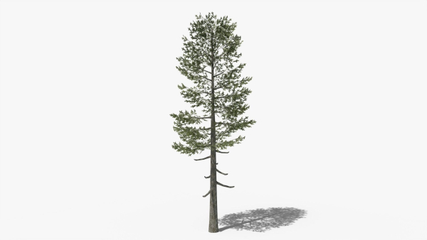 Lowpoly Pine v5
