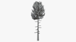 Lowpoly Pine v6