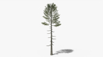 Lowpoly Pine v6