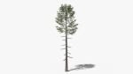 Lowpoly Pine v6