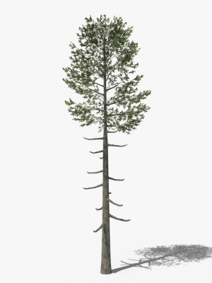 Lowpoly Pine v6