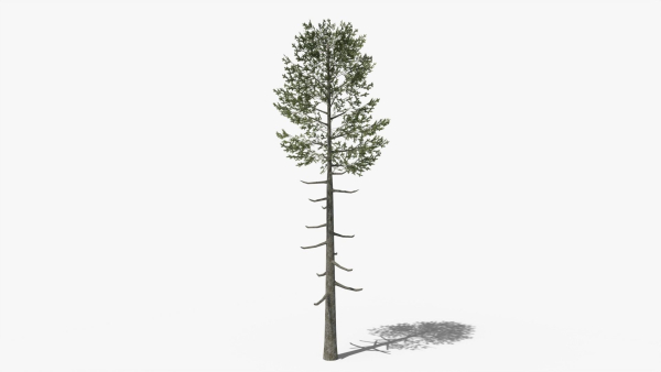 Lowpoly Pine v6