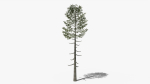Lowpoly Pine v6