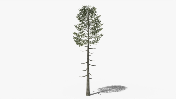 Lowpoly Pine v6