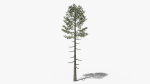 Lowpoly Pine v6
