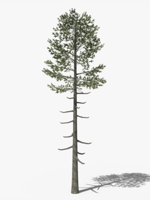 lowpoly-pine-v6-3d-model-b856330f65