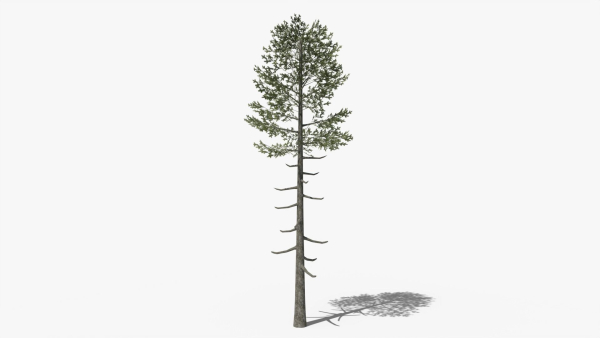 Lowpoly Pine v6