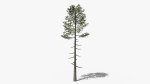 Lowpoly Pine v6