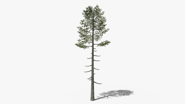 Lowpoly Pine v6