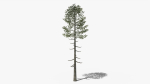 Lowpoly Pine v6