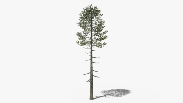 Lowpoly Pine v6