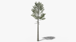 Lowpoly Pine v7