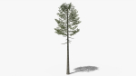 Lowpoly Pine v7