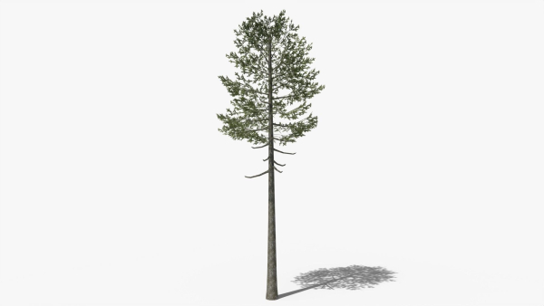 Lowpoly Pine v7