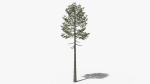 Lowpoly Pine v7