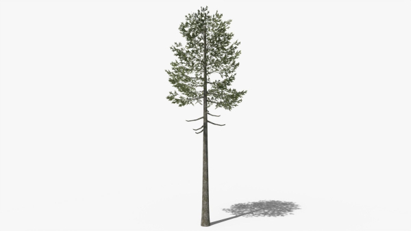 Lowpoly Pine v7