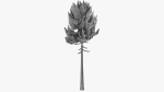 Lowpoly Pine v7