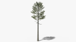 Lowpoly Pine v7