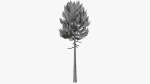 Lowpoly Pine v7