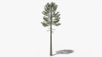 Lowpoly Pine v7