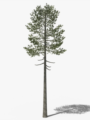 lowpoly-pine-v7-3d-model-d1611cf70c