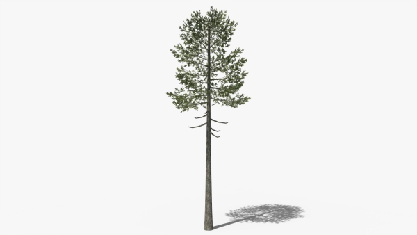 Lowpoly Pine v7