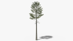 Lowpoly Pine v7