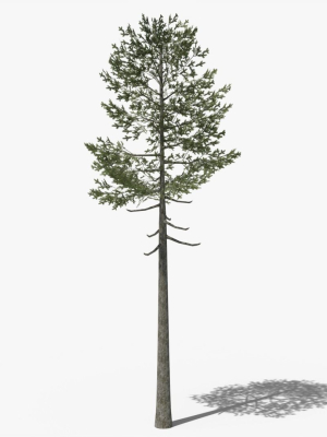 Lowpoly Pine v7