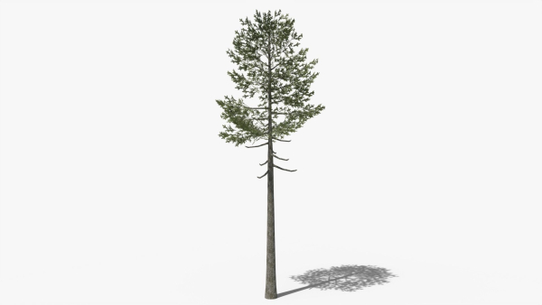 Lowpoly Pine v7