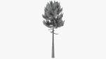 Lowpoly Pine v7