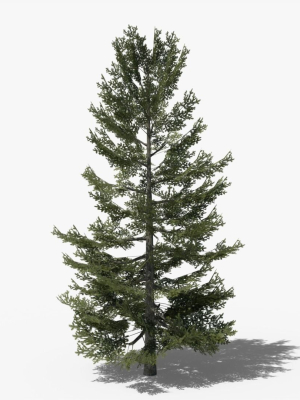 Lowpoly Pine v8