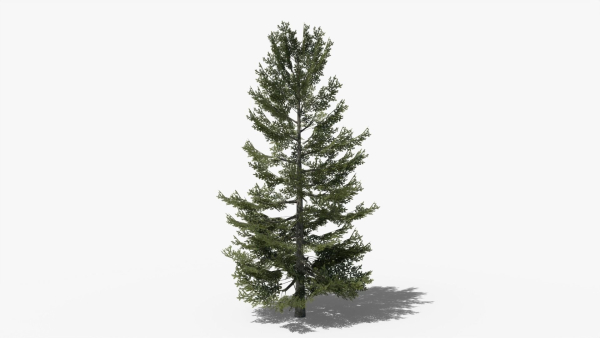 Lowpoly Pine v8
