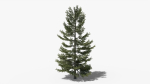 Lowpoly Pine v8