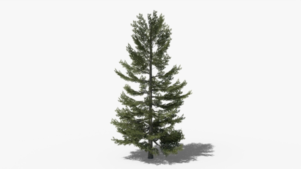 Lowpoly Pine v8