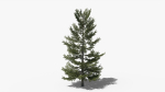 Lowpoly Pine v8
