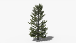 Lowpoly Pine v8