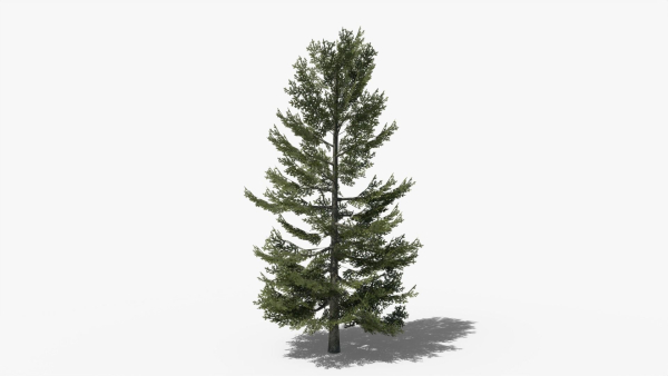 Lowpoly Pine v8