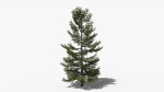 Lowpoly Pine v8