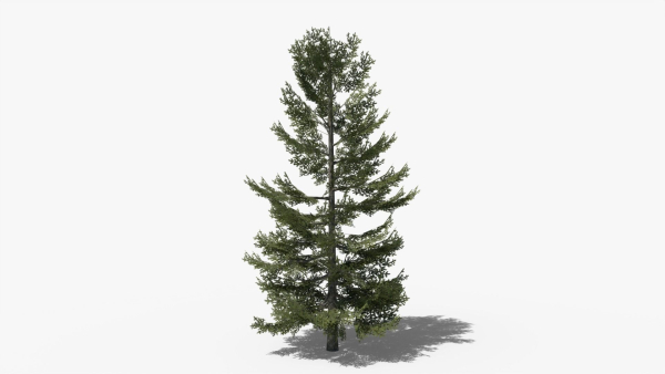 Lowpoly Pine v8