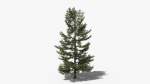 Lowpoly Pine v8