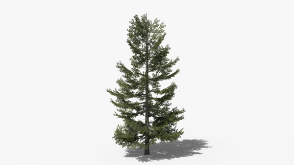 Lowpoly Pine v8