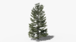 Lowpoly Pine v9