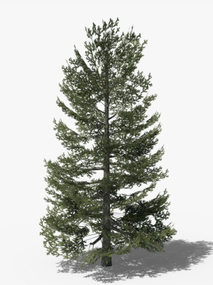Lowpoly Pine v9