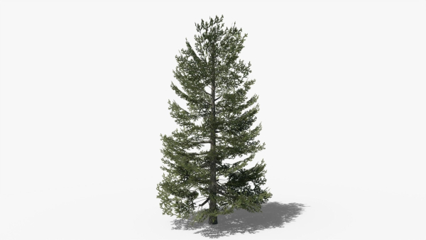Lowpoly Pine v9
