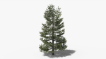 Lowpoly Pine v9