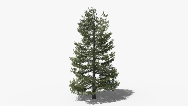 Lowpoly Pine v9